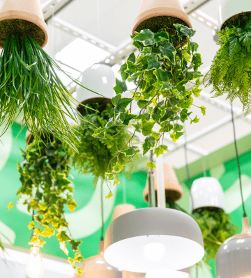 2021 Planting Trends - Hanging Planting
