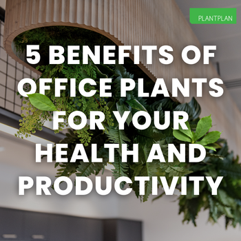 5 Benefits of Office Plants for Your Health and Productivity