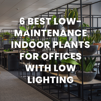 6 best low-maintenance indoor plants for offices with low lighting