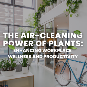 The Air-Cleaning Power of Plants: Enhancing Workplace Wellness and Productivity