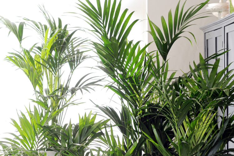 The Kentia Palm: Effortless Elegance and Care for Professional Spaces