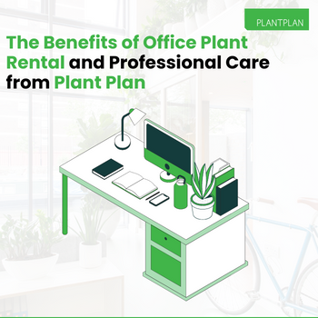 The Benefits of Office Plant Rental and Professional Care from Plant Plan