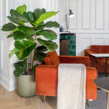 The 5 best big leafed plants for the office
