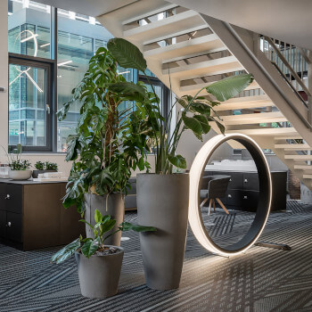 How Plants Boost Productivity in the Office