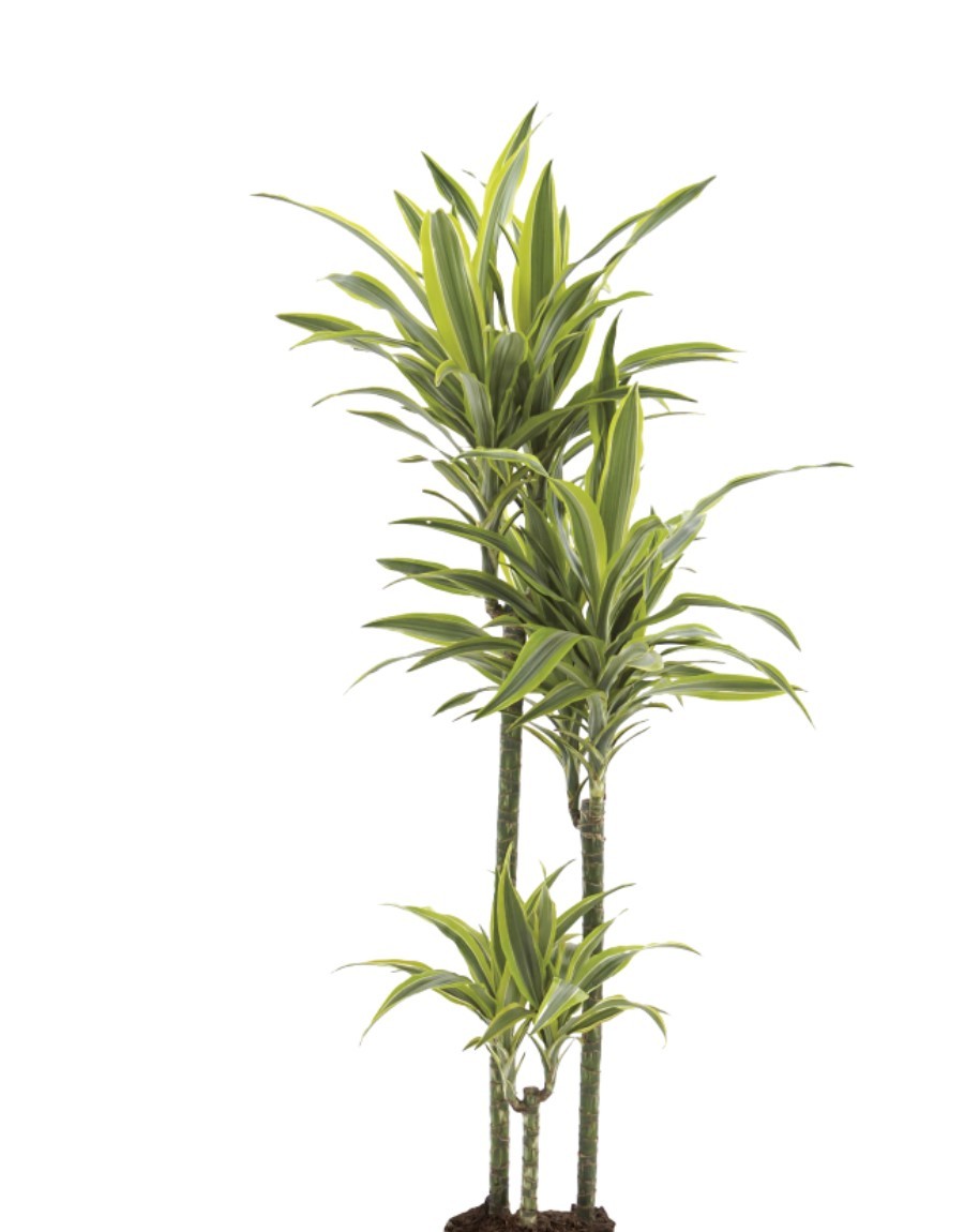 Our Greatest Hits - the top 10 plants for offices