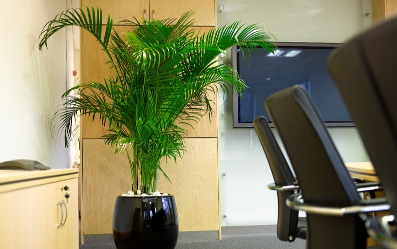 Great Plants for Hotels - Areca Palms