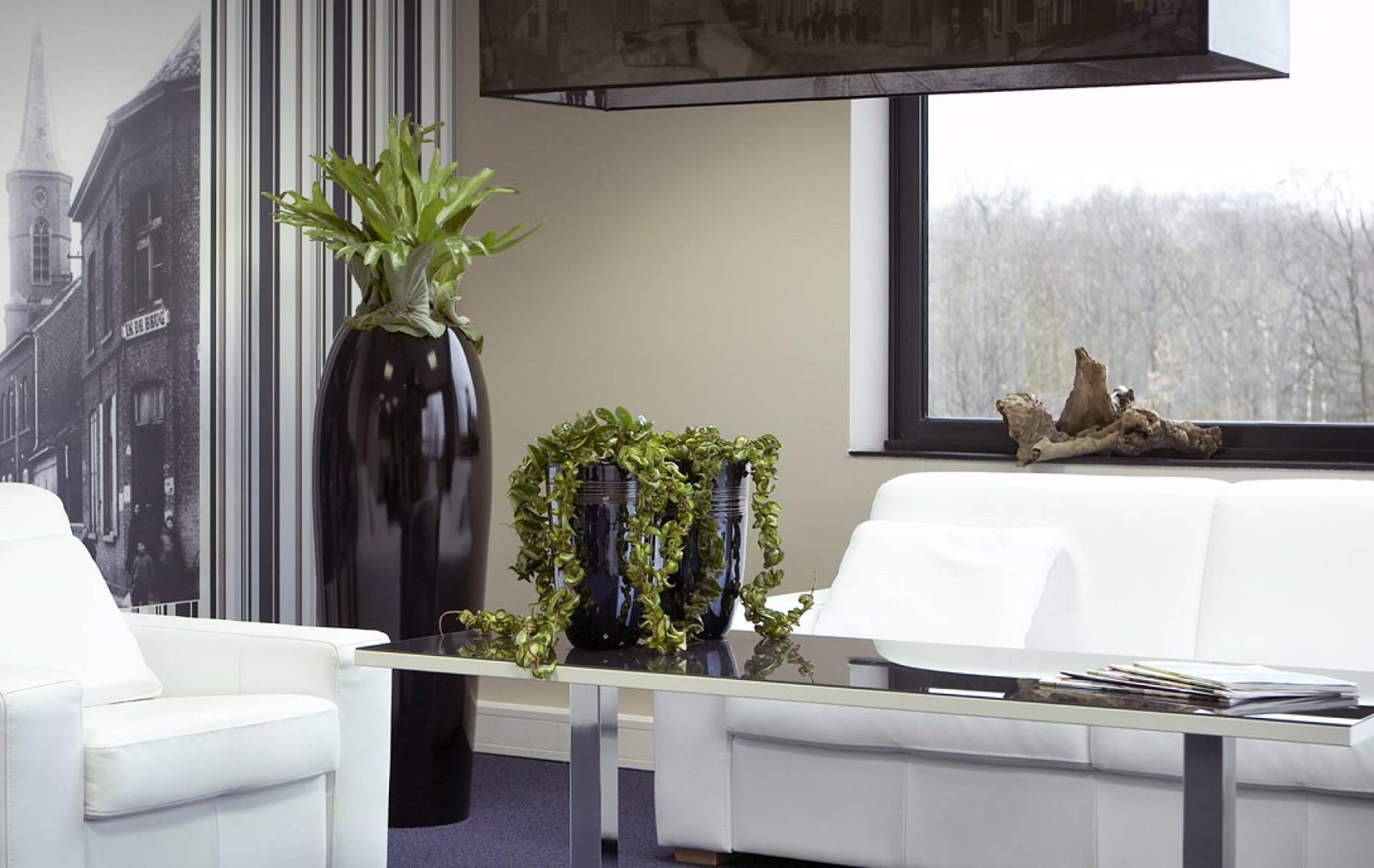 5 Office Plants That Don't Need Sunlight