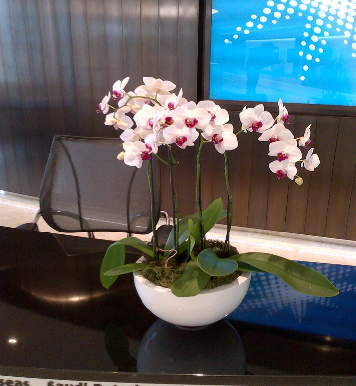 Orchids - Natures Finest