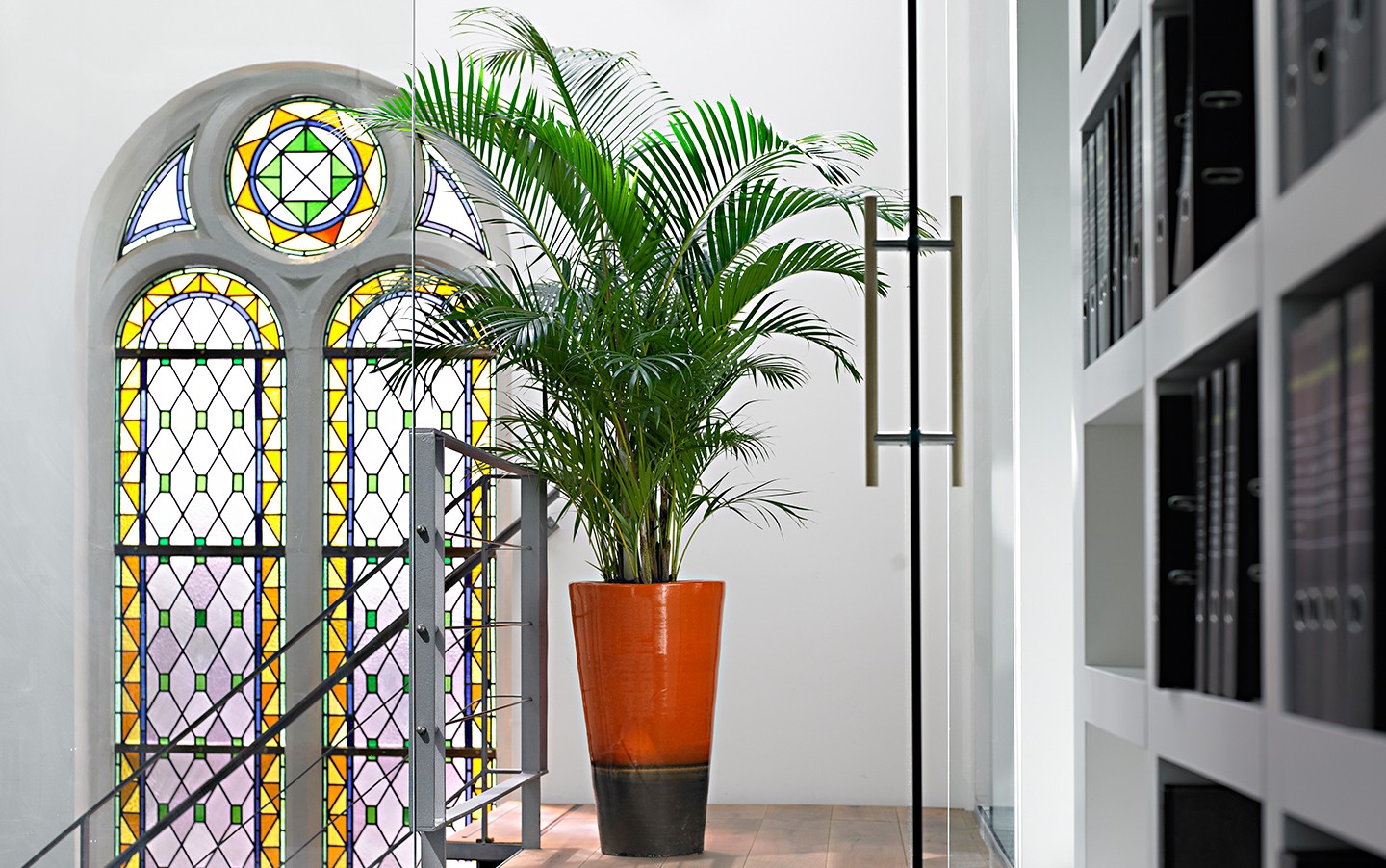 Great plants for offices – Kentia Palm