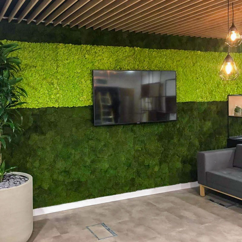 Moss Walls - the remarkable acoustic properties!