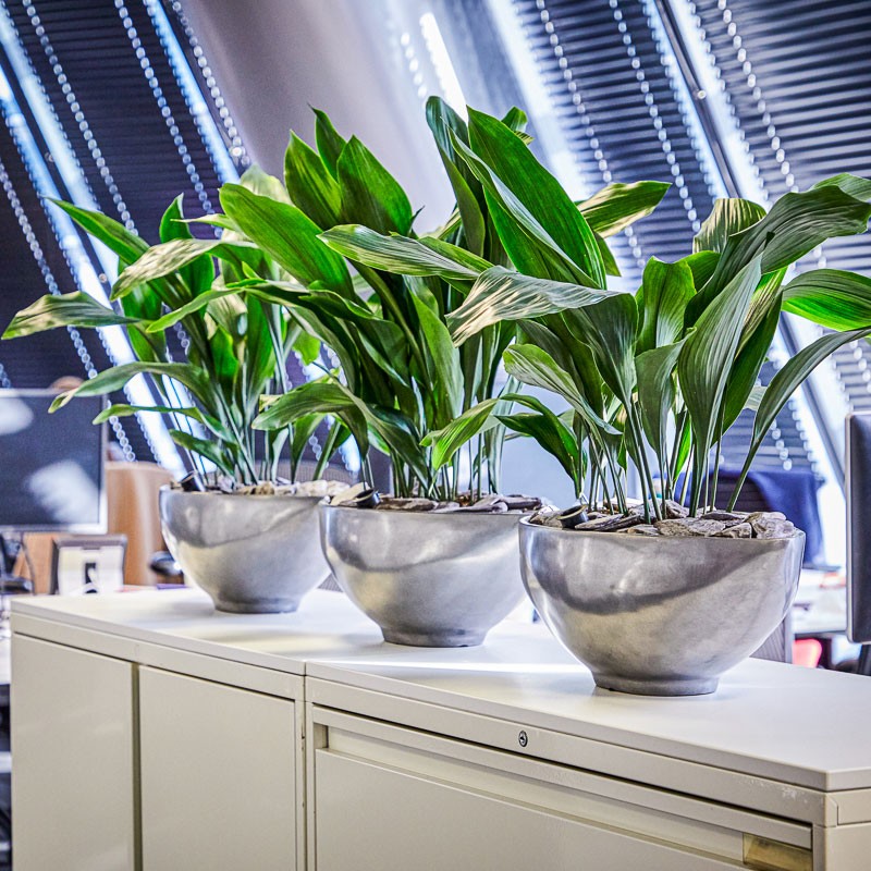 Metal Planters for your Office