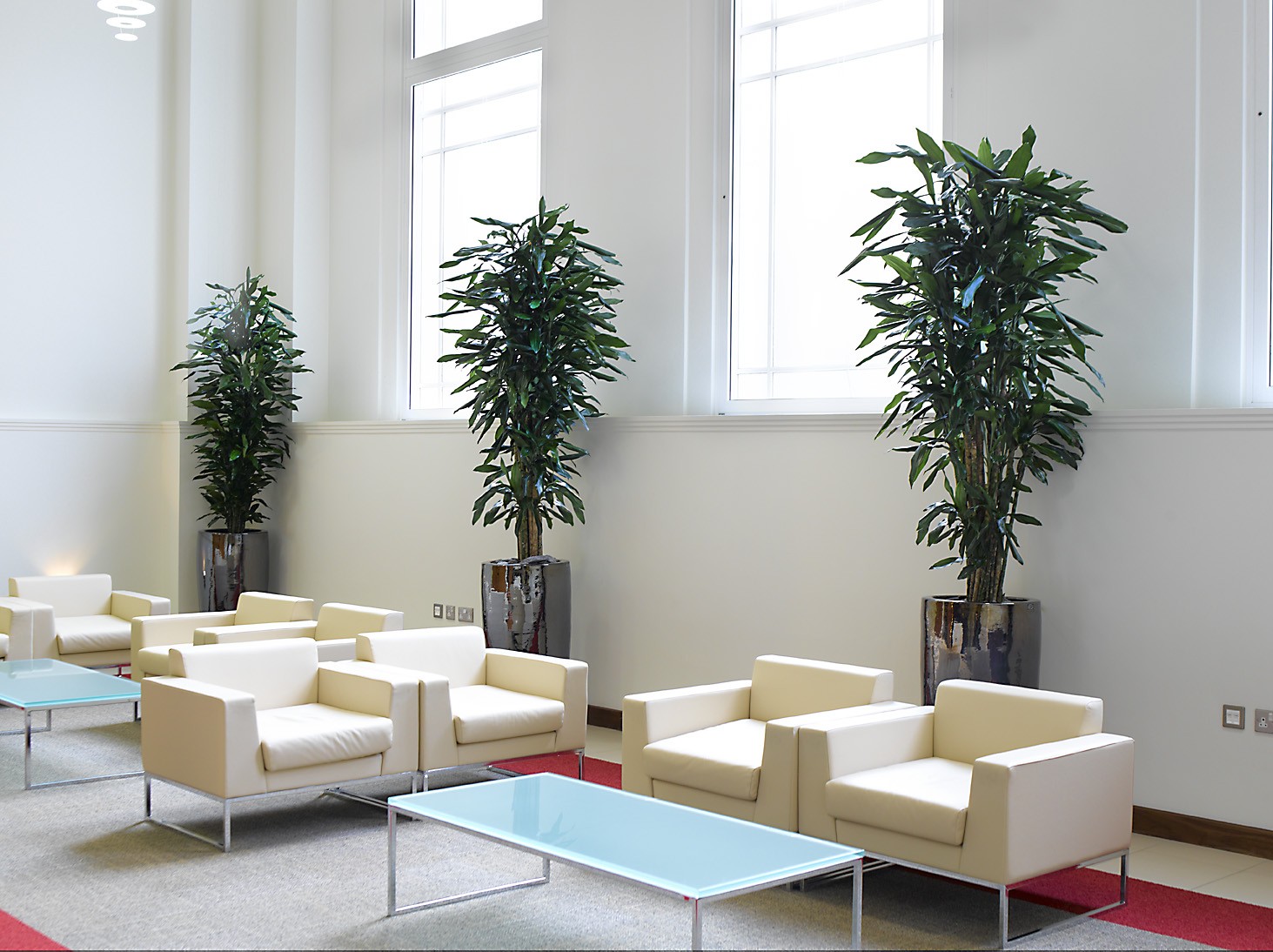 Great Plants for the office – Dracaena