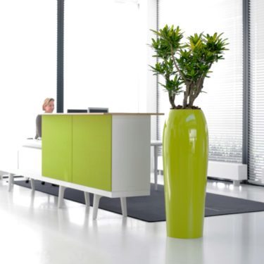 5 Reasons why office plants help boost health