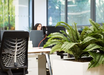 Office Plants - 5 Common Questions