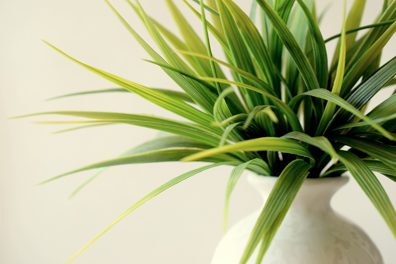 What are the most suitable plants for an office environment?