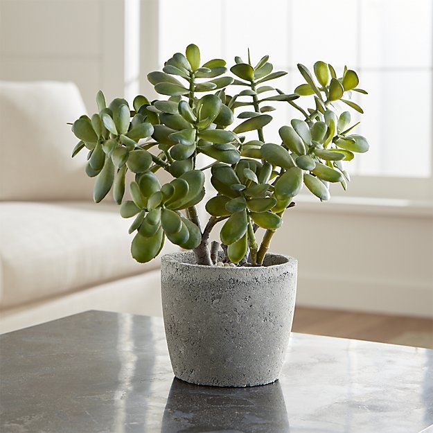 Six of the Best House Plants