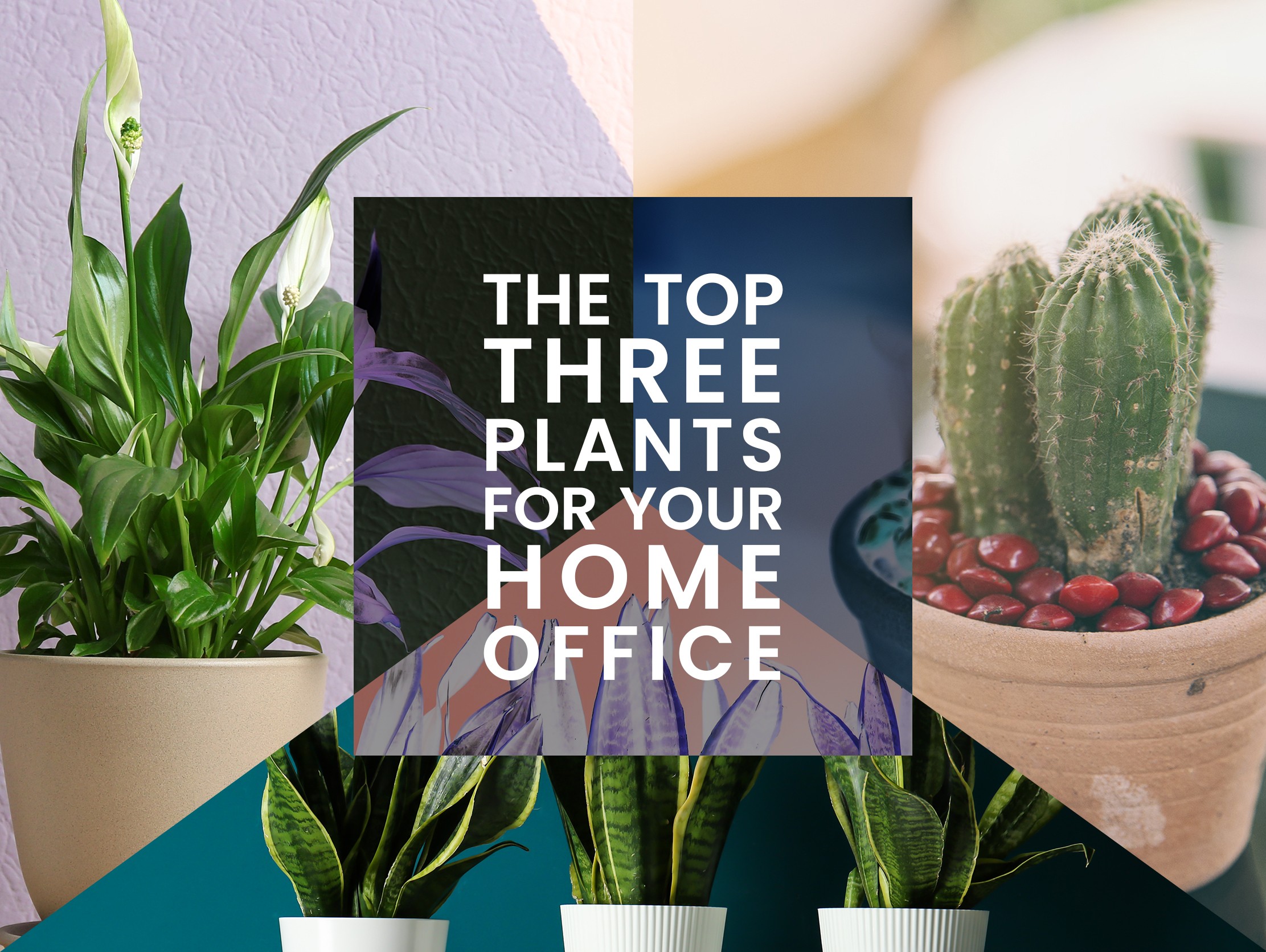 The Best Plants for your Home Office