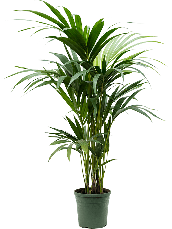 Plants for meeting rooms - Kentia