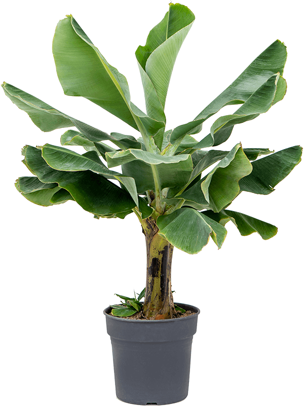 Best big leafed plants - Banana Plant