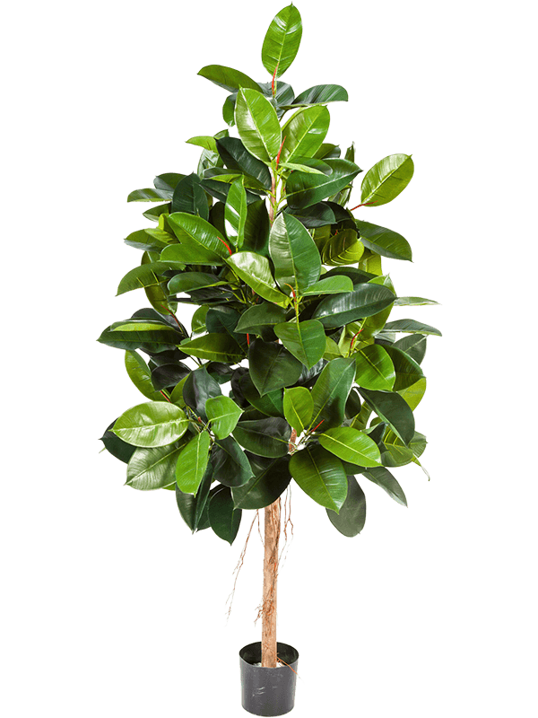 Best big leafed plants - Ficus Elastica