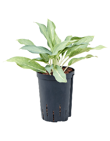 Aglaonema 'Ghost Frosted'