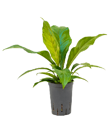 Anthurium Elipticum 'Jungle' Hybriden