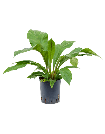 Anthurium Elipticum 'Jungle' Hybriden