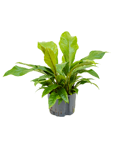 Anthurium Ellipticum 'Jungle' Hybriden