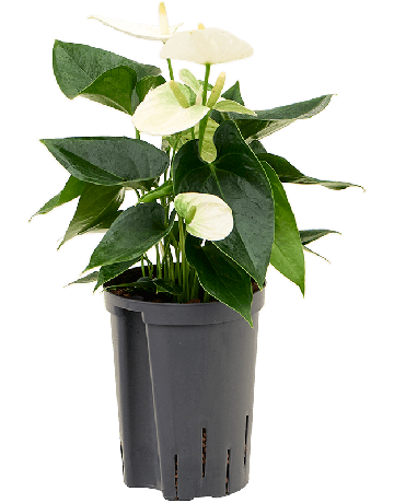 Anthurium Andraeanum 'Sierra White'