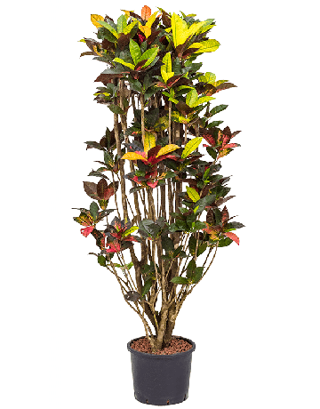 Croton (Codiaeum) Variegatum 'Mrs. Iceton'