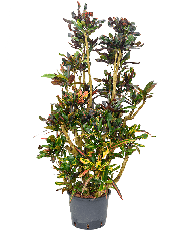 Croton (Codiaeum) Variegatum 'Mammi'