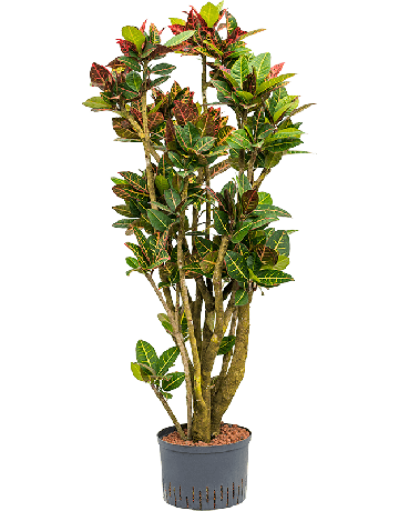Croton (Codiaeum) Variegatum 'Petra'