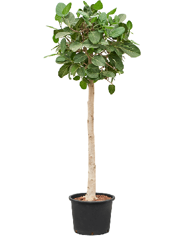 Ficus Benghalensis 'Audrey'
