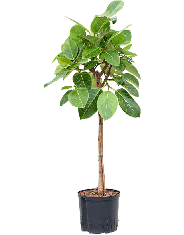 Ficus Altissima 'Yellow Gem'