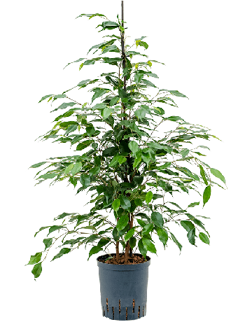 Ficus Benjamina 'Danita'
