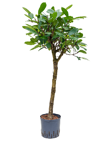Ficus Cyathistipula