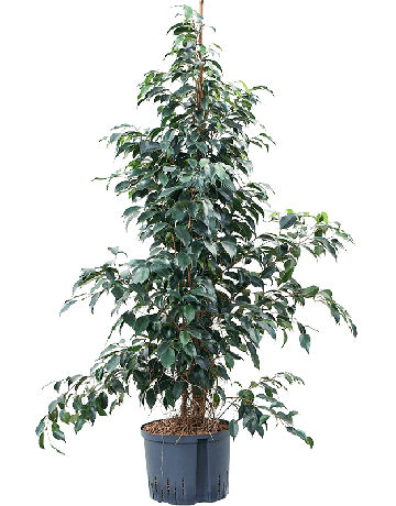 Ficus Benjamina 'Danielle'