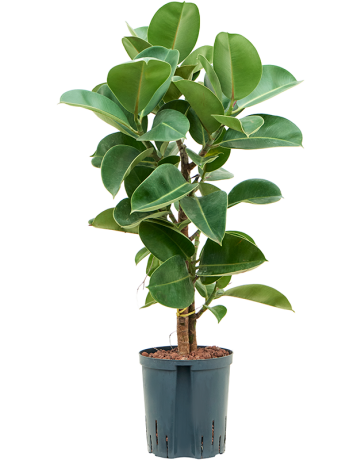 Ficus Elastica 'Cloe'