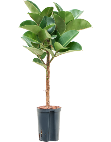 Ficus Elastica 'Cloe'