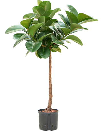 Ficus Elastica 'Makana'