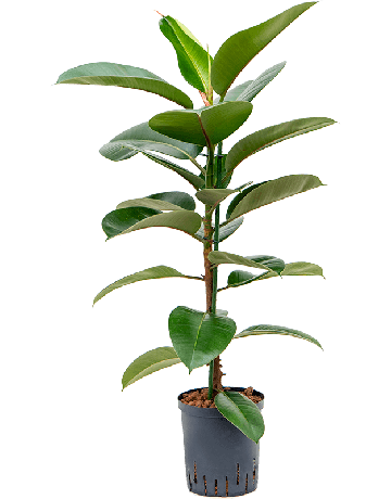 Ficus Elastica 'Robusta'