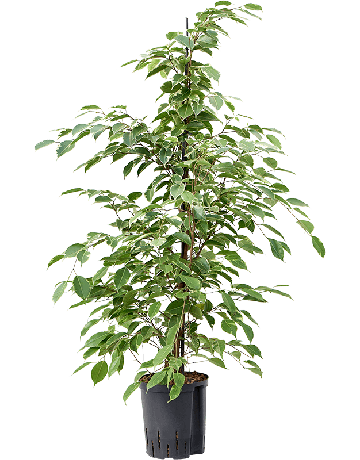 Ficus Benjamina 'Golden King'