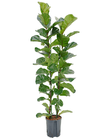 Ficus Lyrata 'Bambino'