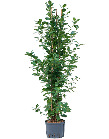 Ficus Microcarpa 'Moclame'