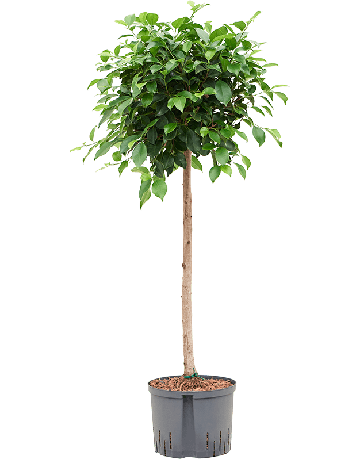Ficus Microcarpa ‘Nitida’
