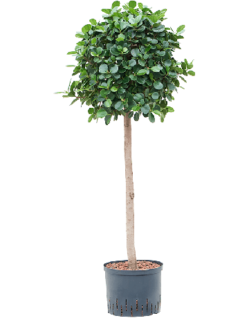 Ficus Panda