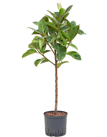 Ficus Elastica 'Shivereana Moonshine'