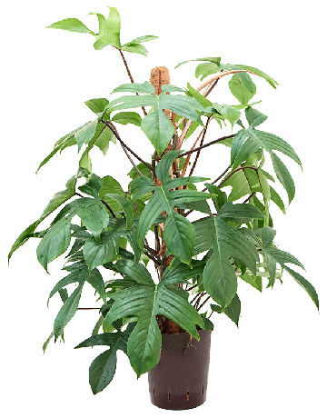 Philodendron Erubescens 'Lancianum'