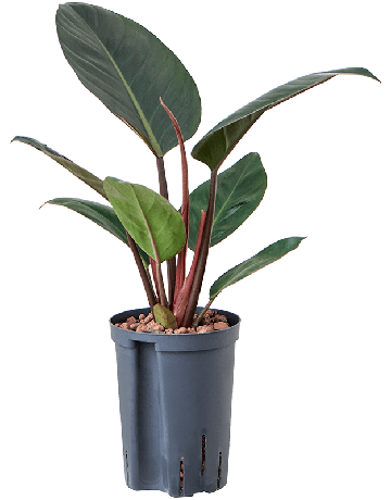 Philodendron 'Red Beauty'