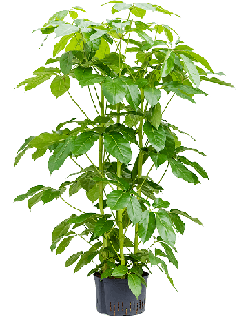 Schefflera Actinophylla 'Amate'